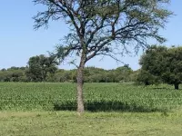 Vendo campo agricola ganadero Antonio Thomas